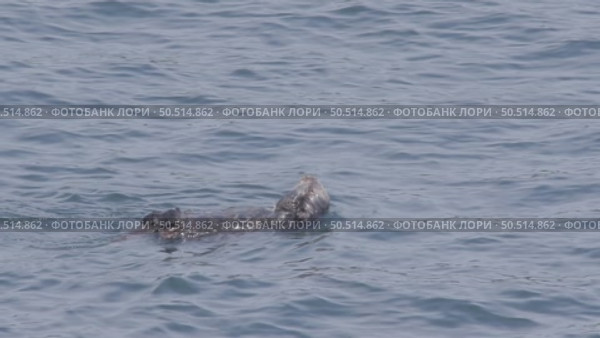 Калан или морская выдра дикие животные плавают на волнах Тихого океана, Курильские острова Enhydra lutris. Стоковое видео, видеограф Дмитрий Якубович / Фотобанк Лори