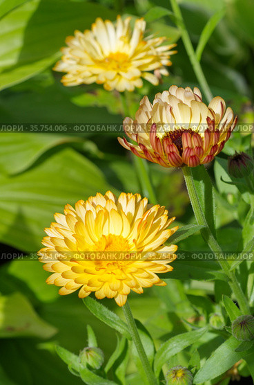 Календула, или ноготки (лат. Calendula officinalis) цветет в саду. Стоковое фото, фотограф Елена Коромыслова / Фотобанк Лори
