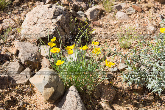 Калифорнийский мак (Eschscholtzia californica) в пустыне Сонора (2015 год). Стоковое фото, фотограф Ирина Кожемякина / Фотобанк Лори