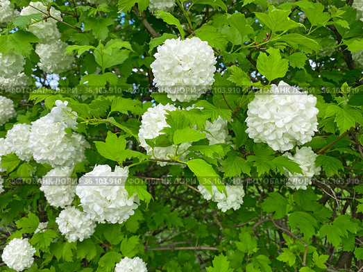 Калина Бульденеж (Viburnum opulus Bouledeneige) Стоковое фото, фотограф Мария Кылосова / Фотобанк Лори