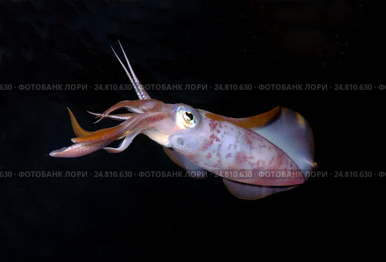 Кальмар (Sepioteuthis lessoniana) Стоковое фото, фотограф Некрасов Андрей / Фотобанк Лори