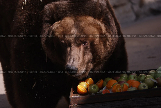 Камчатский бурый медведь у ящика с фруктами и овощами. Стоковое фото, фотограф Сергей Бобылев / ТАСС / Фотобанк Лори