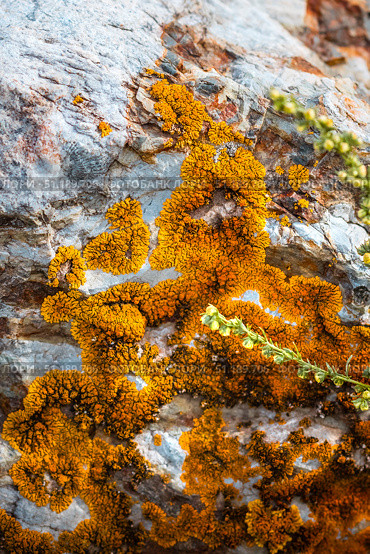 Камень покрытый лишайником - Ксантория элегантная (Xanthoria elegans). Онгудайский район горного Алтая. Стоковое фото, фотограф Евгений Мухортов / Фотобанк Лори