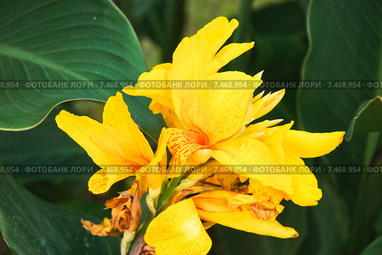 Канна садовая жёлтая (Canna) Стоковое фото, фотограф Алёшина Оксана / Фотобанк Лори