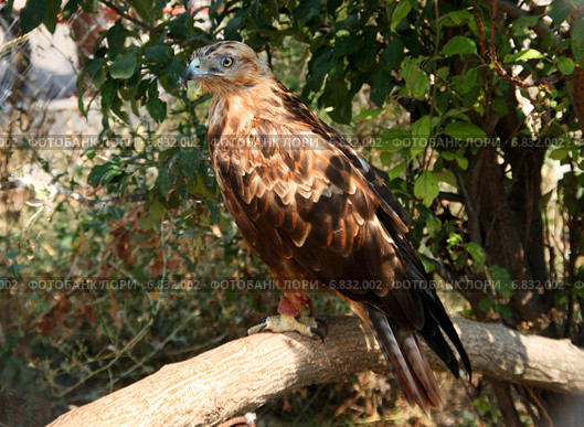 Канюк курганник (Buteo rufinus) (2013 год). Стоковое фото, фотограф Щеголева Ольга / Фотобанк Лори