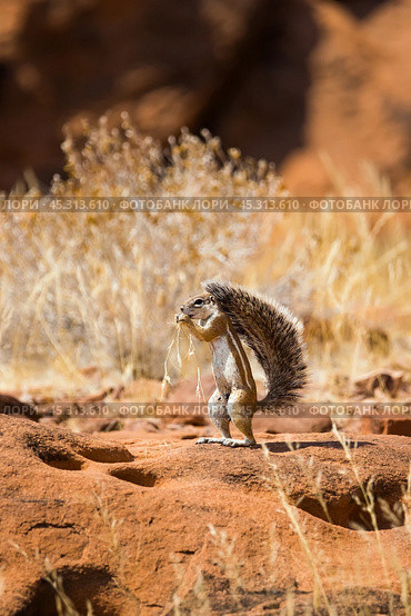 Капская земляная белка (Xerus inauris) ест семена. Долина Твифелфонтейн, Намибия. (2014 год). Стоковое фото, фотограф Анна Ефимова / Фотобанк Лори