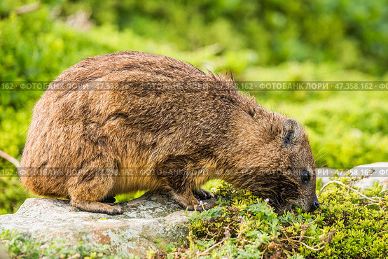 Капский даман (Procavia capensis) ест траву (2014 год). Стоковое фото, фотограф Анна Ефимова / Фотобанк Лори