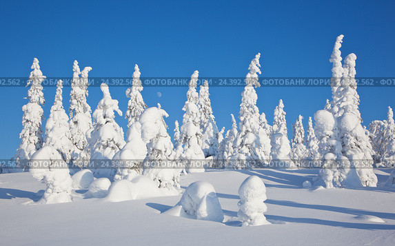 Карелия, сосны в парке Паанаярви (2010 год). Редакционное фото, фотограф Анна Костенко / Фотобанк Лори