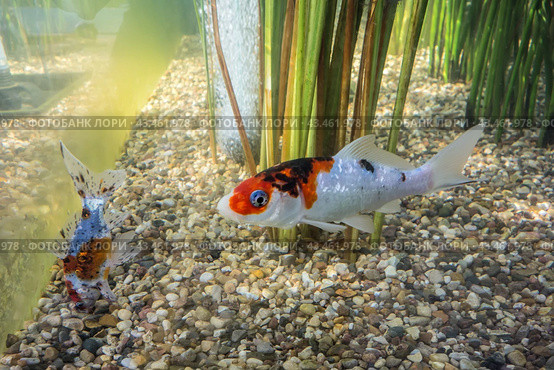 Карпы кои в аквариуме среди водорослей/ Koi carp fishes in an aquarium close-up. Стоковое фото, фотограф Iva Noel / Фотобанк Лори