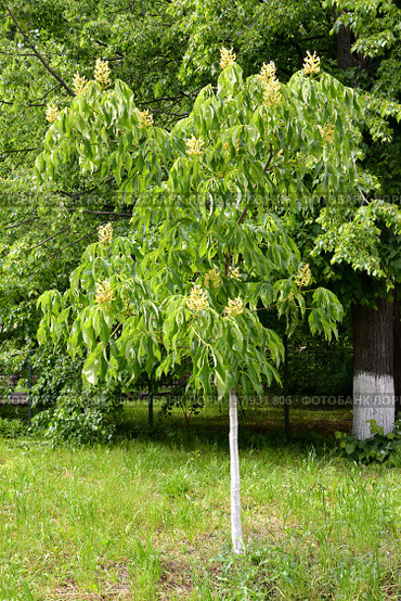 Каштан конский жёлтый (Aesculus flava Sol.). Общий вид. Стоковое фото, фотограф Ирина Борсученко / Фотобанк Лори