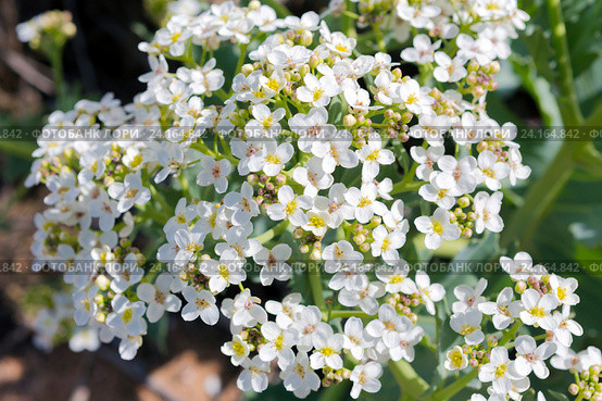 Катран морской (Crambe maritima) крупным планом. Стоковое фото, фотограф Ирина Яровая / Фотобанк Лори