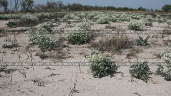 Катран приморский (лат. Crambe maritima) — вид рода Катран (Crambe) семейства Капустные (Brassicaceae) Стоковое видео, видеограф Олег Хархан / Фотобанк Лори