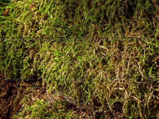 Кавказские горы, Адыгея. Субтропический лес, мох на камне. Caucasus Mountains, Adygea. Subtropical forest, moss on a stone. Стоковое фото, фотограф Евгений Романов / Фотобанк Лори