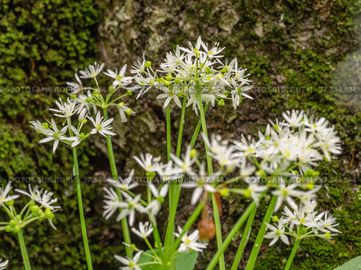Кавказские горы, горный лес. Луг цветущей черемши (Allium ursinum). Caucasian mountains, mountain forest. Meadow of flowering wild garlic (Allium ursinum). Стоковое фото, фотограф Евгений Романов / Фотобанк Лори