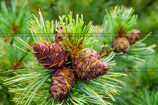 Кедровые шишки. Сосна стланиковая или Кедро́вый стла́ник. ( Pinus pumila (Pall.) Regel, 1859 ) Восточная Сибирь, Республика САХА, Оймяконский район. Стоковое фото, фотограф Павел Просянов / Фотобанк Лори
