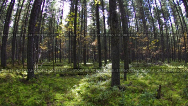 Кедровый лес. Cedar forest. Long shot. Стоковое видео, видеограф Евгений Романов / Фотобанк Лори