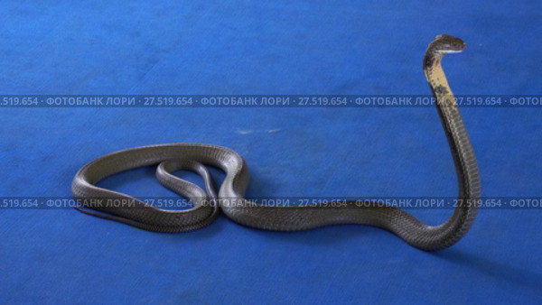 King cobra on carpet - snake show. Стоковое видео, видеограф Михаил Коханчиков / Фотобанк Лори