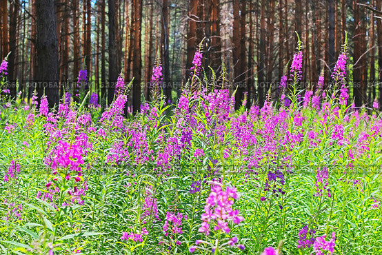 Кипрей (Epilobium) — трава семейства Кипрейные (Onagraceae). Заросли Иван-чая в сосновом бору. Стоковое фото, фотограф Евгений Мухортов / Фотобанк Лори