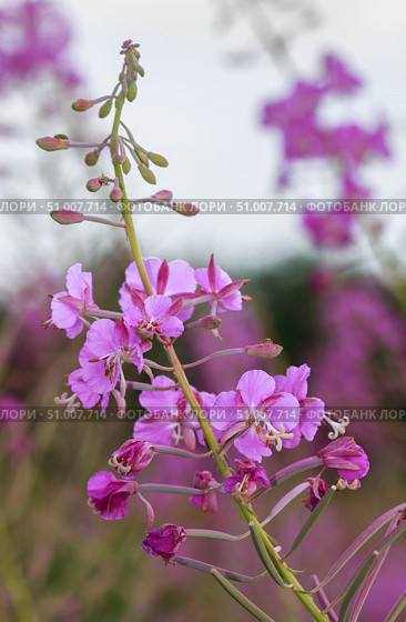 Кипрей, Иван-чай (Epilobium angustifolium) крупным планом. Стоковое фото, фотограф Виктория Панченко / Фотобанк Лори