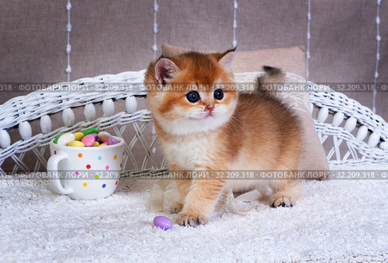 Kitten  breed British shorthair. Golden Chinchilla color Golden Chinchilla color kitten with sweets. Котенок британский короткошерстный с конфетами. Стоковое фото, фотограф Ирина Кожемякина / Фотобанк Лори