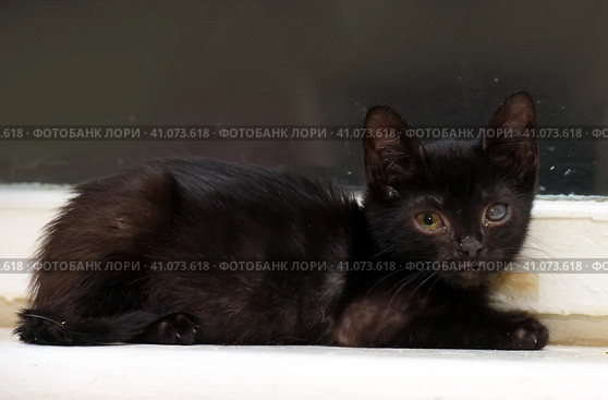 Kitten with an eyesore, a leukoma or an eyesore. Стоковое фото, фотограф Анна Кривицкая / Фотобанк Лори