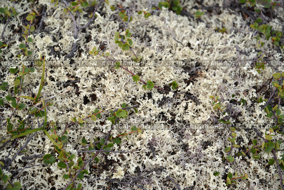 Кладония оленья (олений мох, ягель) (Cladonia rangiferina (L.) Weber ex F.H.Wigg) Стоковое фото, фотограф Ирина Борсученко / Фотобанк Лори