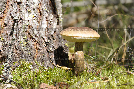 Классический гриб подберёзовик выросший у берёзы. ( Leccinum scabrum ) Стоковое фото, фотограф Владимир Кошарев / Фотобанк Лори