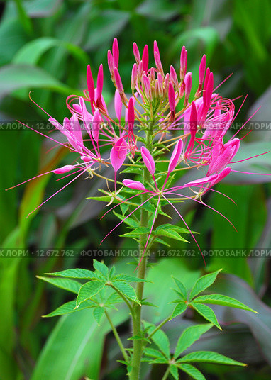 Клеома, или клеоме (лат. Cleome) Стоковое фото, фотограф lana1501 / Фотобанк Лори