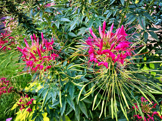 Клеома колючая (cleome spinosa) цветок. Стоковое фото, фотограф Владимир Шипикин / Фотобанк Лори