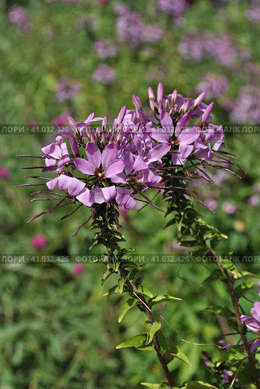 Клеома колючая (лат. Cleome spinosa), Фиолетовая королева (лат. Violet Queen) Стоковое фото, фотограф lana1501 / Фотобанк Лори