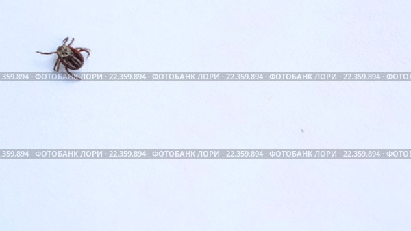 Клещ ползёт на светлом фоне. Стоковое видео, видеограф Валерий Гусак / Фотобанк Лори