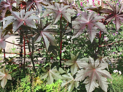 Клещевина обыкновенная (ricinus communis) Стоковое фото, фотограф Заноза-Ру / Фотобанк Лори