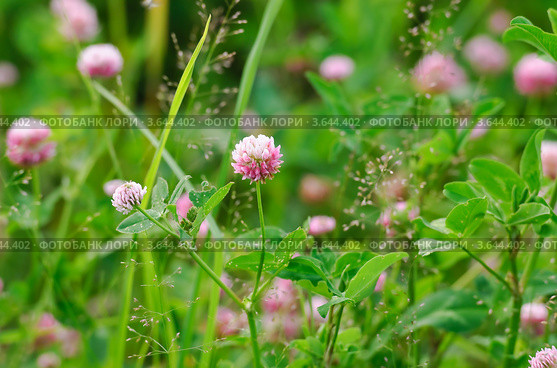 Клевер гибридный, или Клевер розовый (Trifolium hybridum) Стоковое фото, фотограф Алёшина Оксана / Фотобанк Лори