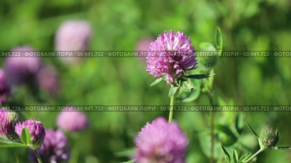 Клевер луговой (красный) крупным планом, Trifolium pratense. Цветение растения летом, Ямало-Ненецкий автономный округ. Стоковое видео, видеограф Григорий Писоцкий / Фотобанк Лори