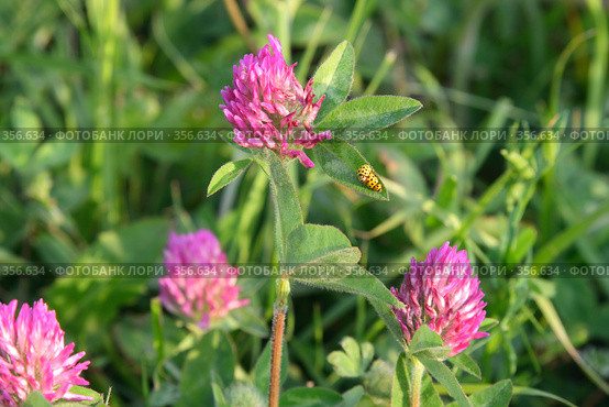 Клевер луговой (красный). Trifolium pratense. Божьи коровки на цветах. Лето на Алтае. Стоковое фото, фотограф Григорий Писоцкий / Фотобанк Лори