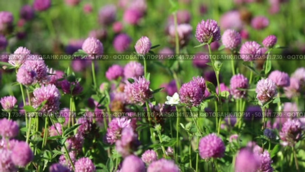 Клевер луговой (красный). Trifolium pratense. Цветение растения летом, Ямало-Ненецкий автономный округ. Стоковое видео, видеограф Григорий Писоцкий / Фотобанк Лори