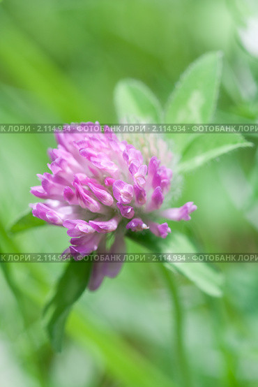 Клевер луговой. Trifolium pratense. Стоковое фото, фотограф Шичкина Антонина / Фотобанк Лори