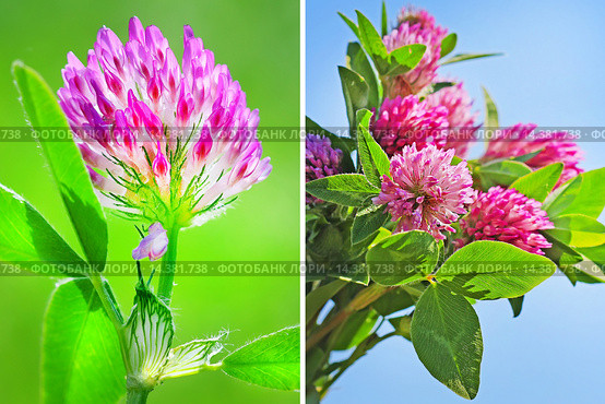 Клевер луговой (Trifolium pratеnse). Одиночный цветок крупным планом и группа цветущих растений. Стоковое фото, фотограф Евгений Мухортов / Фотобанк Лори