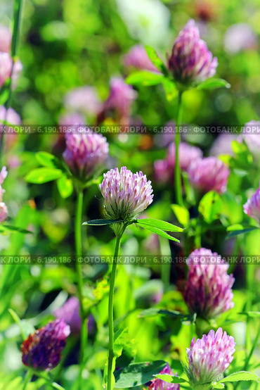 Клевер луговой (Trifolium pratеnse) — растение из рода Клевер (Trifolium), семейства Бобовые (Fabaceae), подсемейства Мотыльковые (Faboideae) Стоковое фото, фотограф Евгений Мухортов / Фотобанк Лори