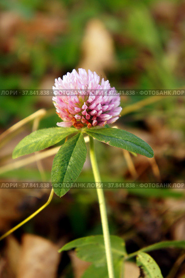 Клевер луговой (Trifolium pratеnse) — растение из рода Клевер (Trifolium), семейства Бобовые (Fabaceae), подсемейства Мотыльковые (Faboideae) Стоковое фото, фотограф Алёна Ковальчук / Фотобанк Лори
