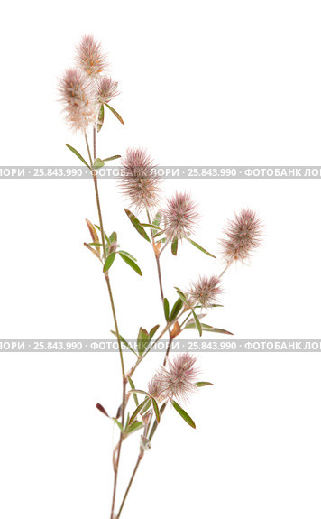 Клевер пашенный, Trifolium arvense, изолированно на белом. Стоковое фото, фотограф Tamara Kulikova / Фотобанк Лори