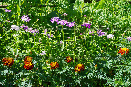 Клумба из ибериса зонтичного (лат. Iberis umbellata) и бархатцев (лат. Tagetes) Стоковое фото, фотограф Елена Коромыслова / Фотобанк Лори