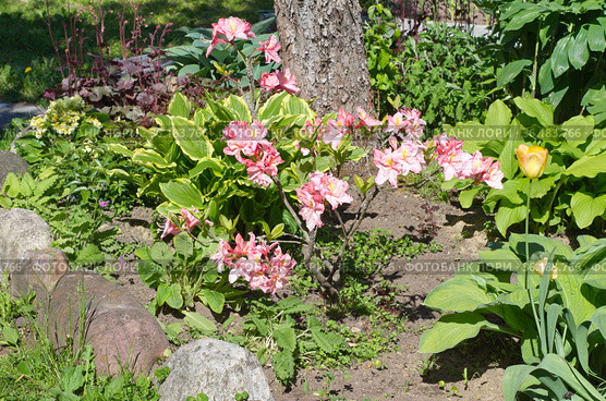Клумба с рододендроном японским (лат. Rhododendron japonicum) в приствольном кругу. Стоковое фото, фотограф Елена Коромыслова / Фотобанк Лори