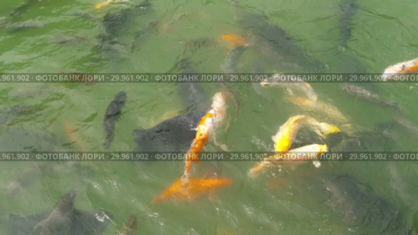 Koi fish and silver carp in pond eating. Стоковое видео, видеограф Игорь Жоров / Фотобанк Лори