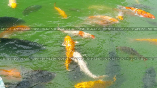 Koi fish and silver carp in pond eating. Стоковое видео, видеограф Игорь Жоров / Фотобанк Лори