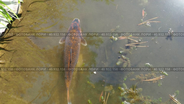 Koi or brocade carp nishikigoi are ornamental domesticated fish bred from the Amur subspecies of carp Cyprinus carpio. Eurasian carp or European carp, common carp, freshwater fish of eutrophic waters. Стоковое видео, видеограф Юлия Петровская / Фотобанк Лори