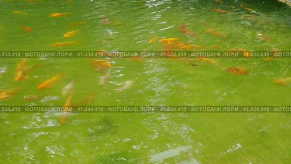Koi or brocade carp nishikigoi are ornamental domesticated fish bred from the Amur subspecies of carp Cyprinus carpio. Eurasian carp or European carp, common carp, freshwater fish of eutrophic waters. Стоковое видео, видеограф Юлия Петровская / Фотобанк Лори