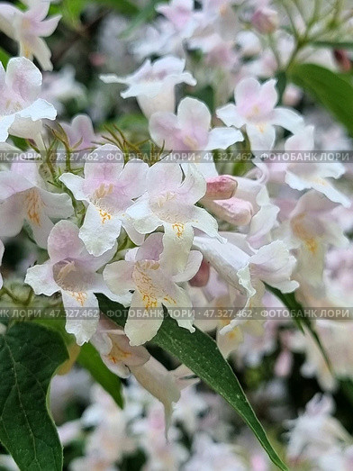 Kolkwitzia flowers are especially spectacular in late spring and early summer, when the entire bush is covered with pastel flowers exuding a light aroma. This plant symbolizes softness, beauty and freshness of renewal. Стоковое фото, фотограф Анна Кривицкая / Фотобанк Лори