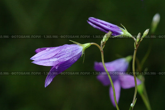 Колокольчик круглолистный (Campanula rotundifolia) Стоковое фото, фотограф Владимир Блинов / Фотобанк Лори