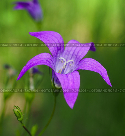 Колокольчик раскидистый (Campanula patula) Стоковое фото, фотограф Ельцов Владимир / Фотобанк Лори
